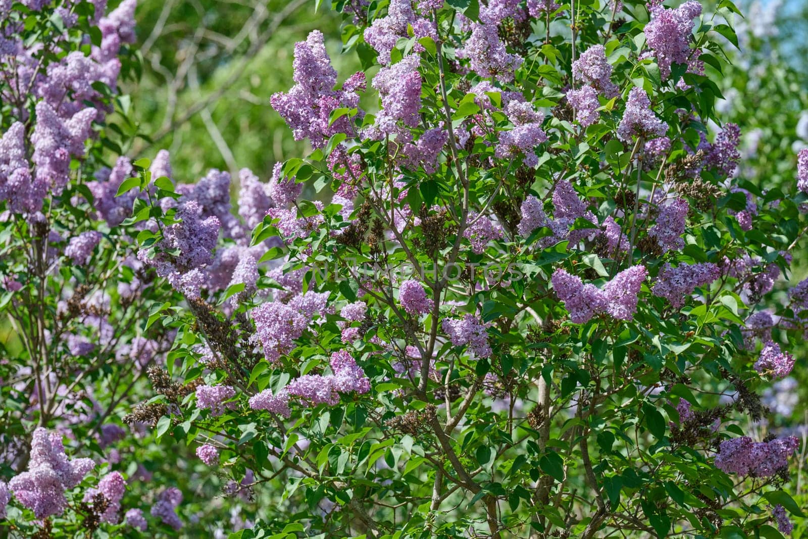 Clusters of purple lilac flowers Syringa vulgaris blooming in spring