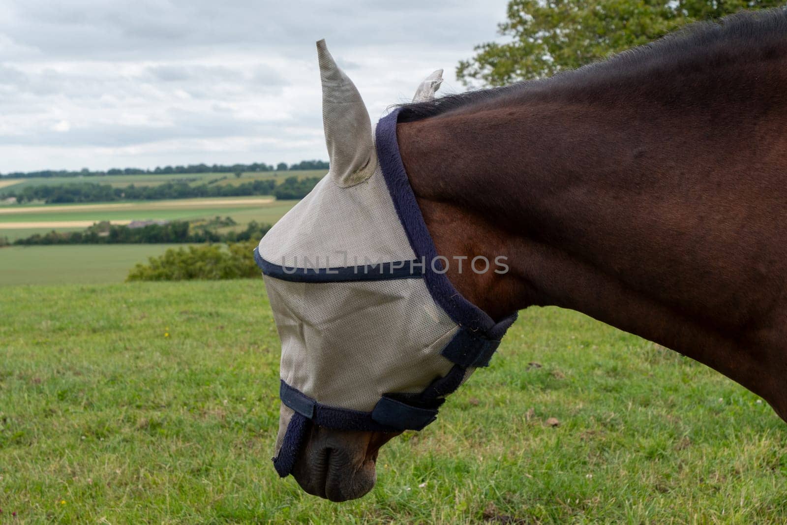 A horse with a blue and white face mask on. The horse is looking down. The grass is green and the sky is cloudy
