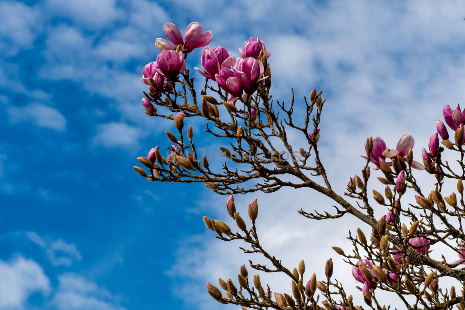 A tree with pink flowers is in front of a blue sky. The flowers are blooming and the sky is clear
