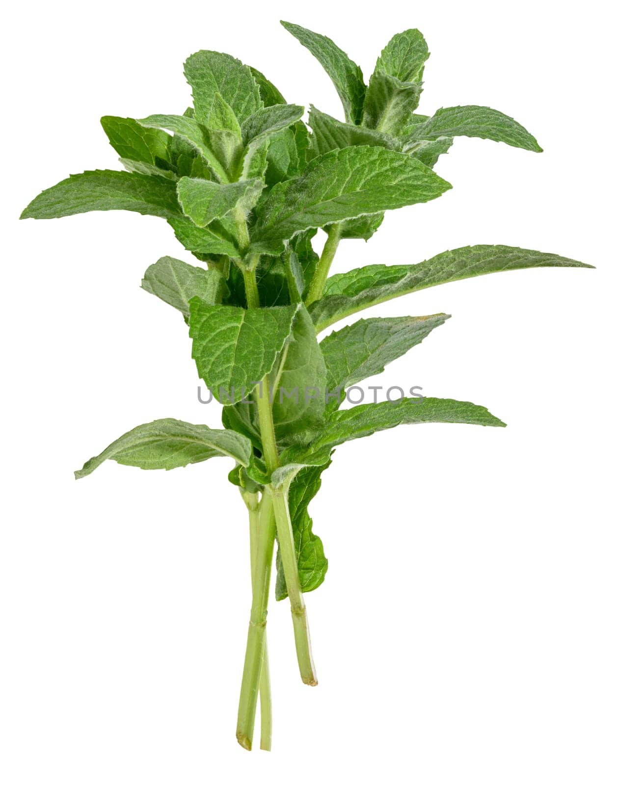 Branch of fresh mint with green leaves on isolated background