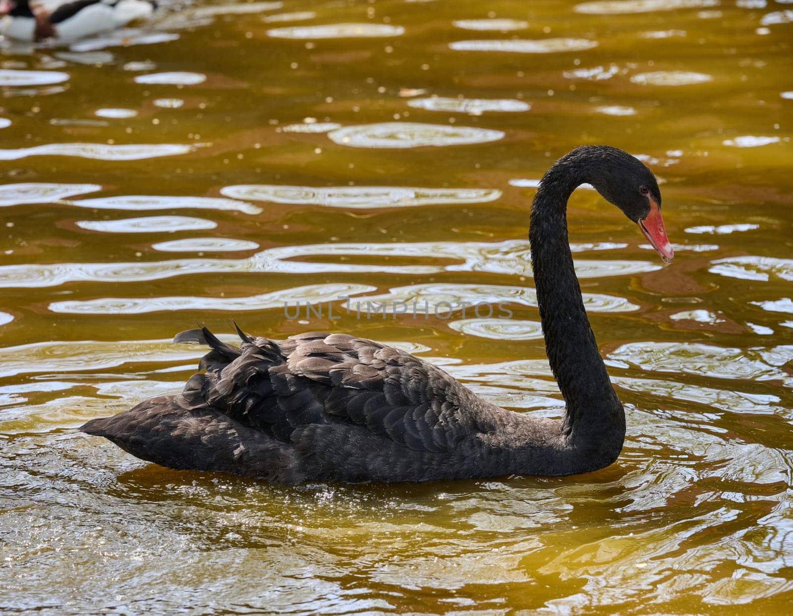Portrait of a juvenile black swan cygnet swimming in muddy water. Young bird in natural wildlife setting