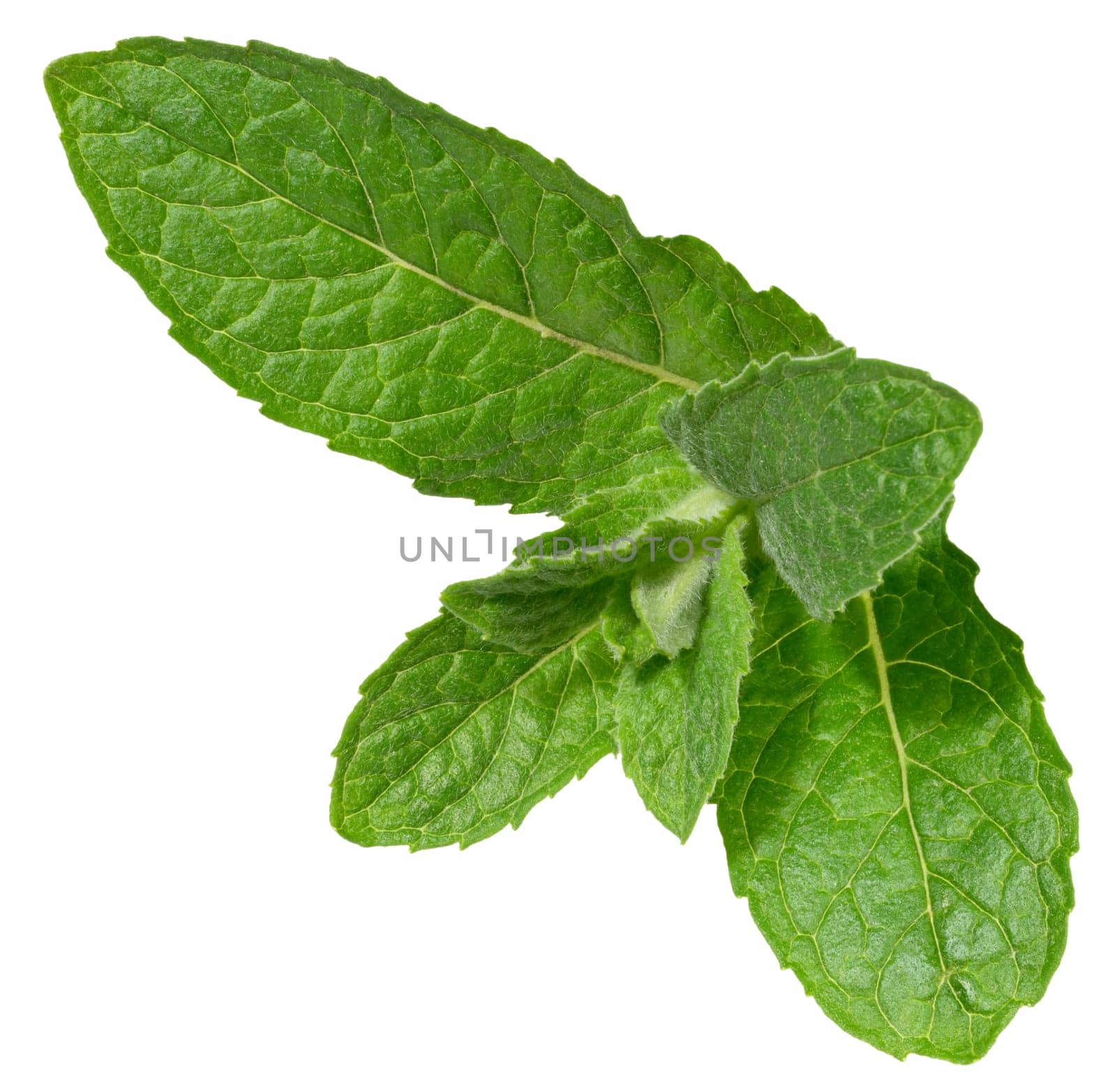 Fresh green mint leaves on isolated background, showing their vibrant color, detailed texture, and natural veining, close up