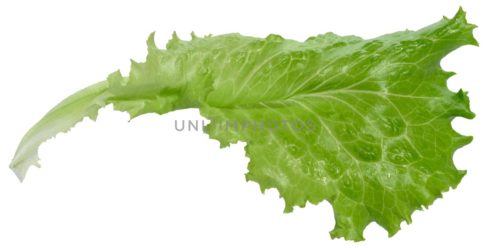 Green lettuce leaf with ruffled edges, isolated background, close up