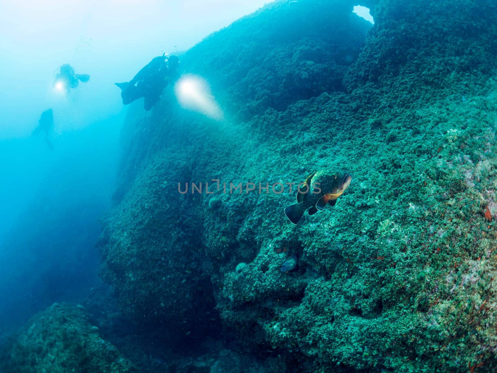 group of divers diving with flashlights illuminate grouper fish swimming along the bottom of the sea, concept of recreational scuba diving and underwater adventure