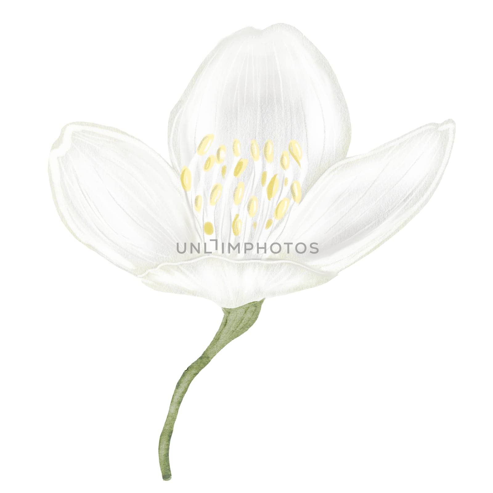Jasmine white flower watercolor. Hand drawn bud delicate. Clip art botanical on white background. Ideal for logo of tea and aromatic products from jasmine. High quality illustration