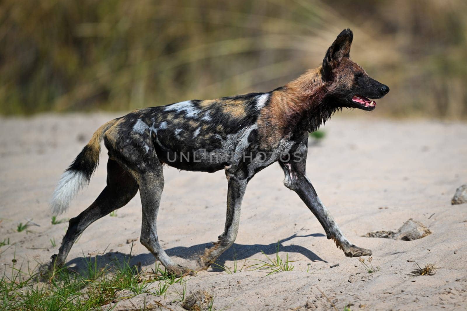 African wild dog trotting up sandy riverbank