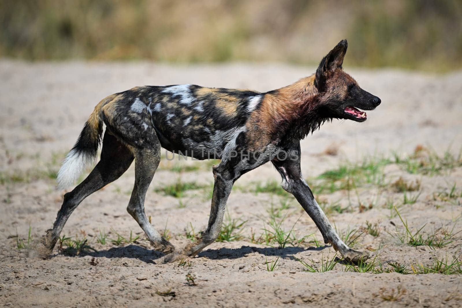 African wild dog trotting over sandy riverbank