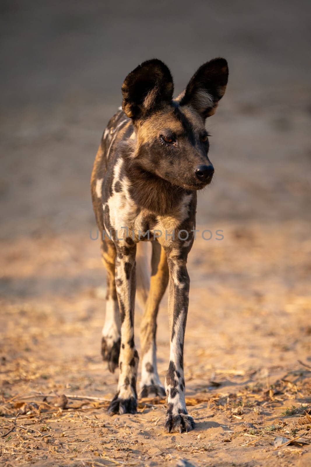 African wild dog walks on sandy ground
