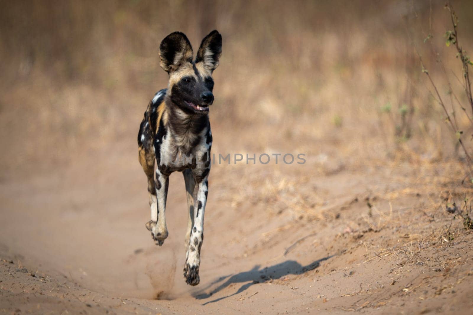 African wild dog trotting straight toward camera