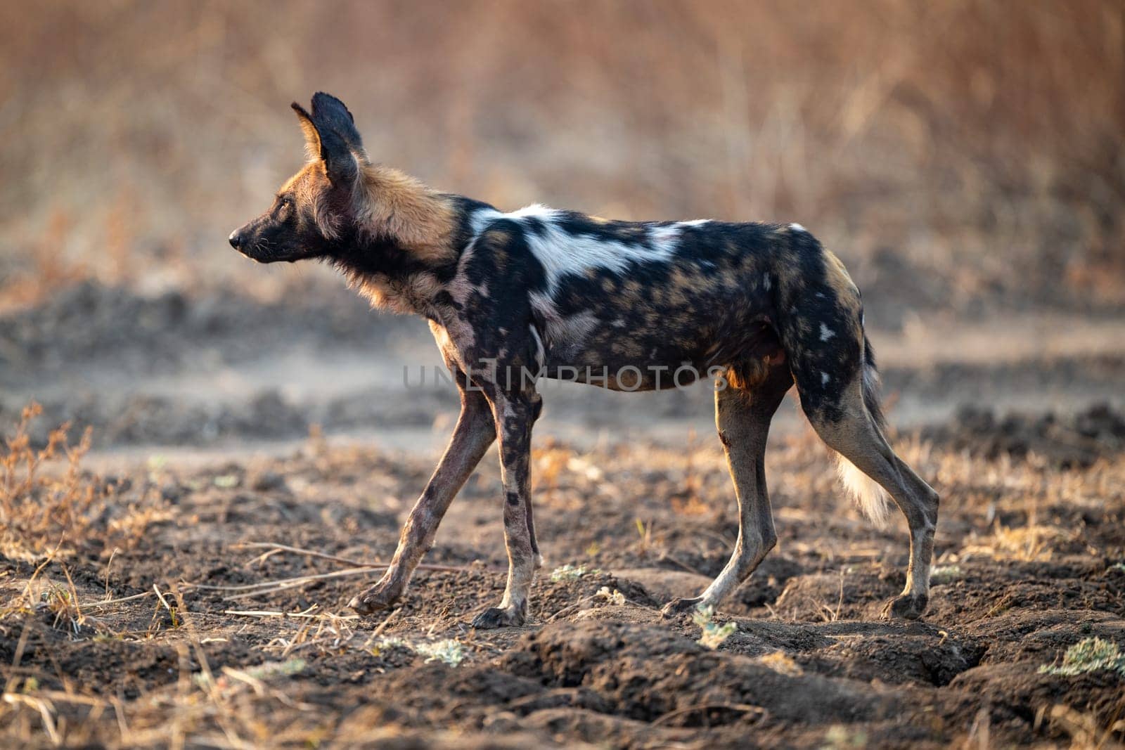 African wild dog walking over uneven ground