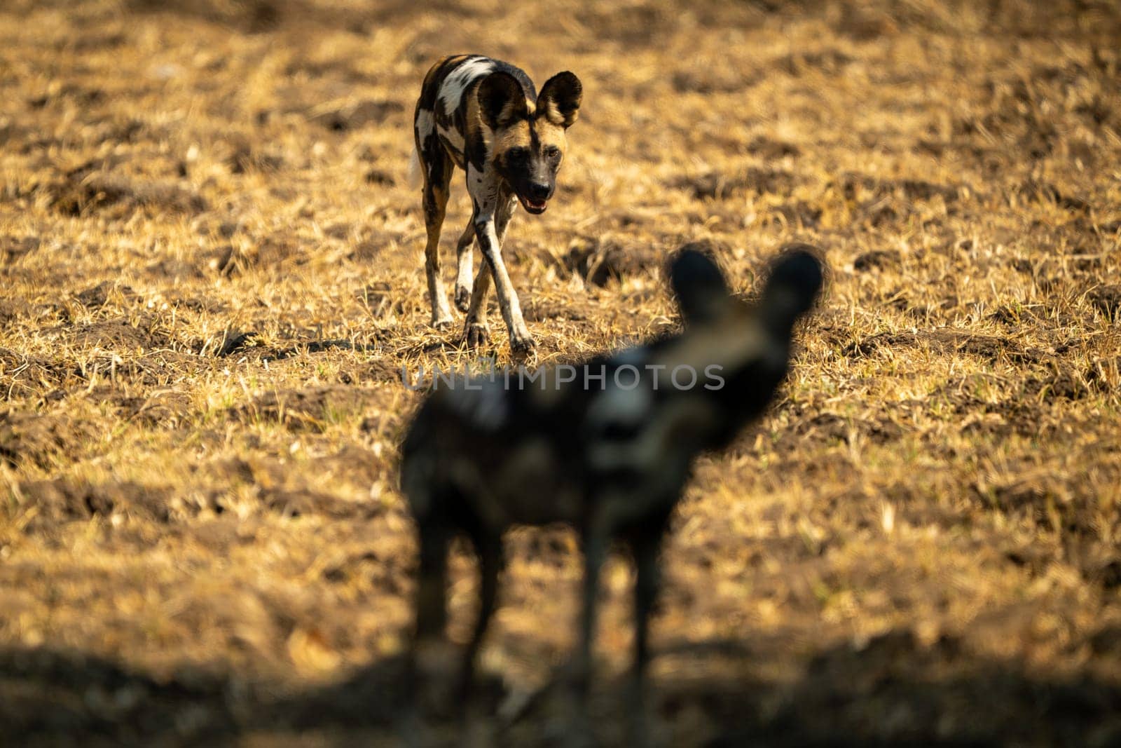 African wild dog turns to watch another