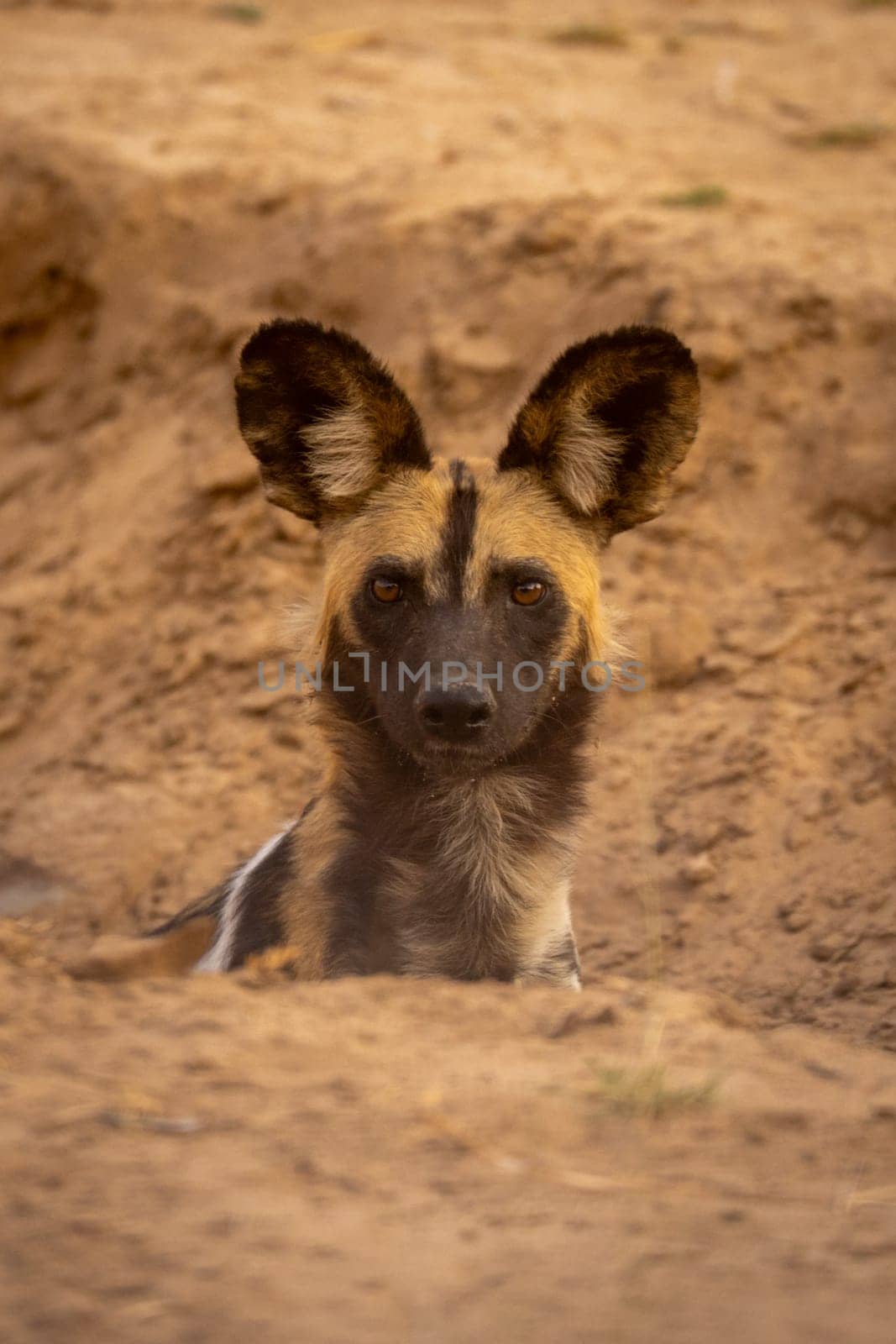 African wild dog watches camera from gully