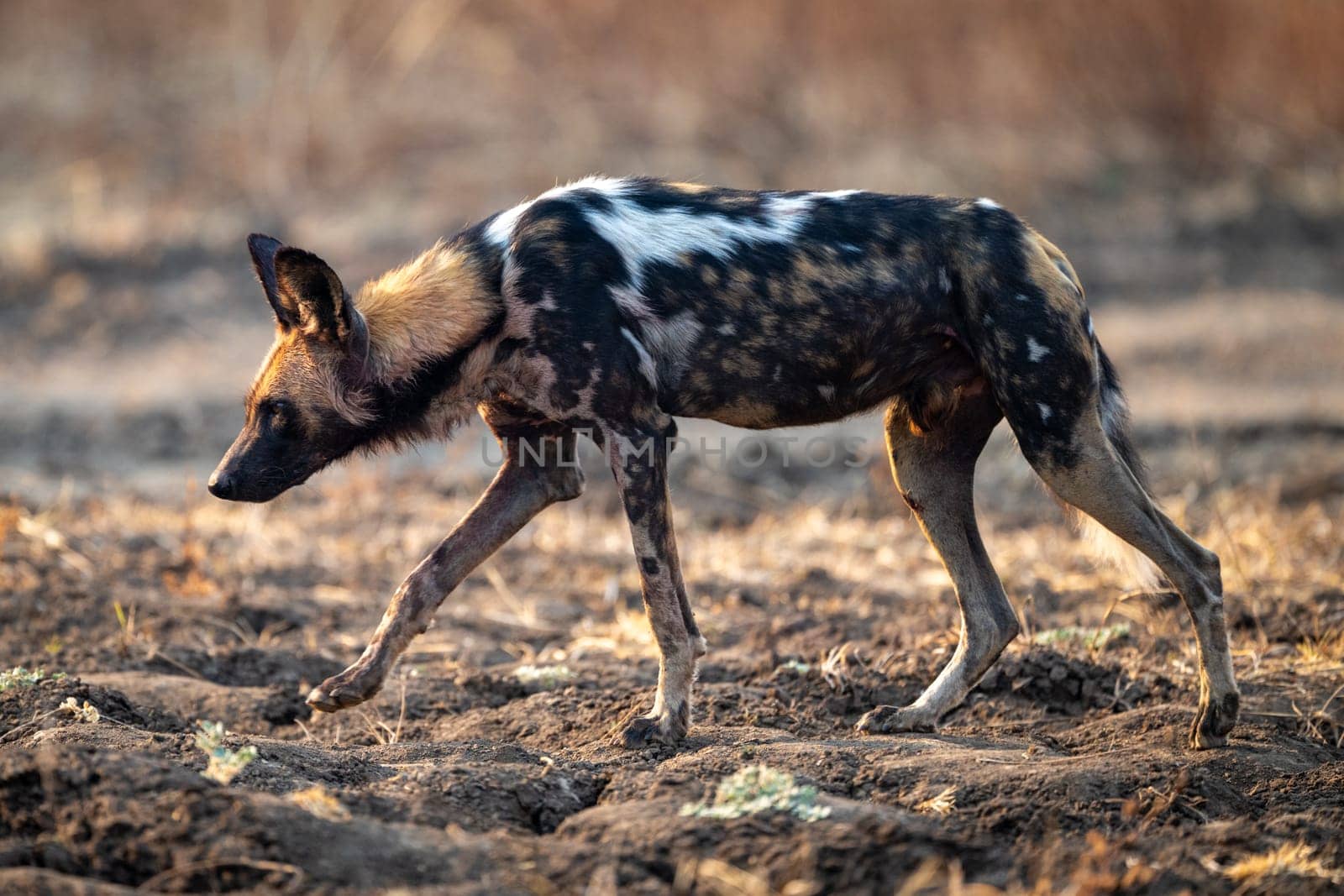 African wild dog walks over uneven ground