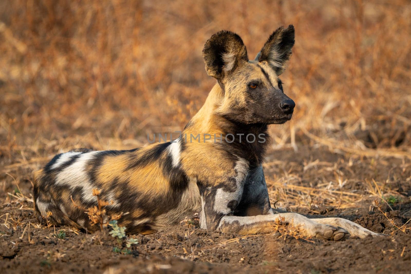 African wild dog with catchlight lies staring