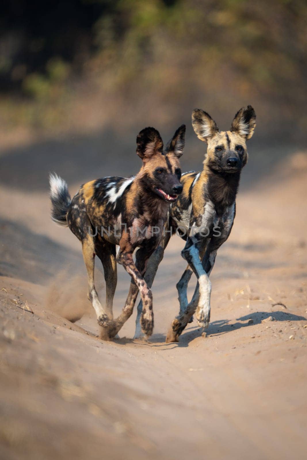 African wild dogs cross sandy track together