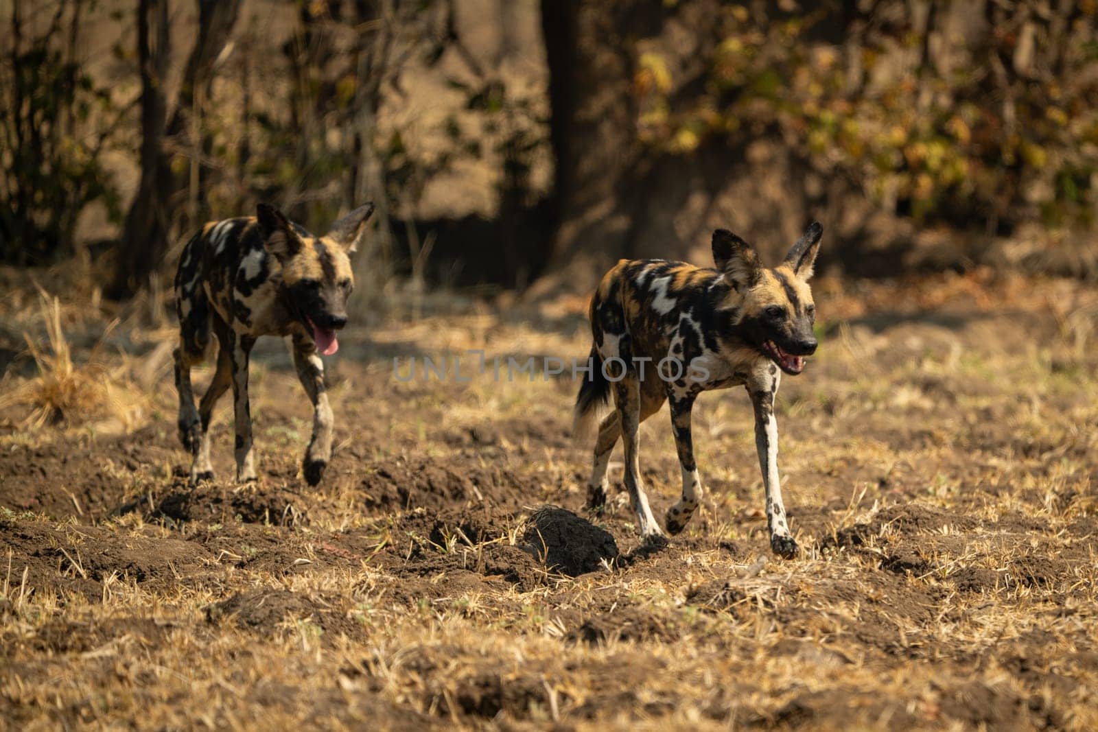 African wild dogs cross grass towards camera