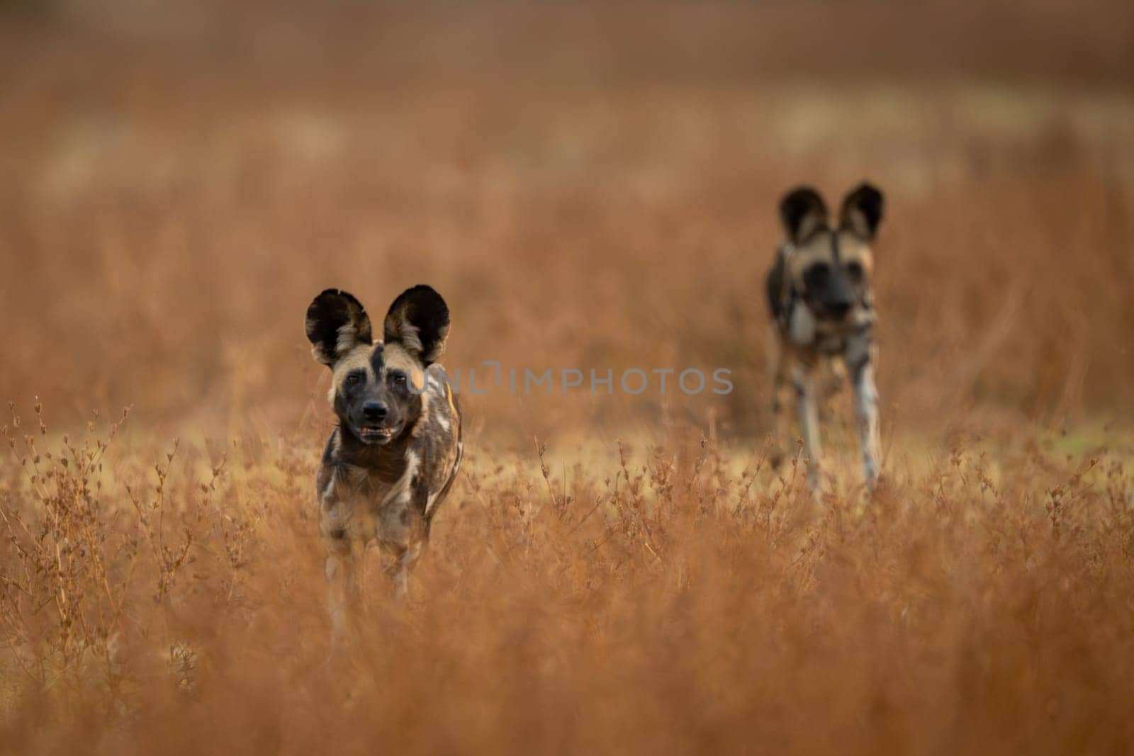 African wild dogs traverse bushes towards camera