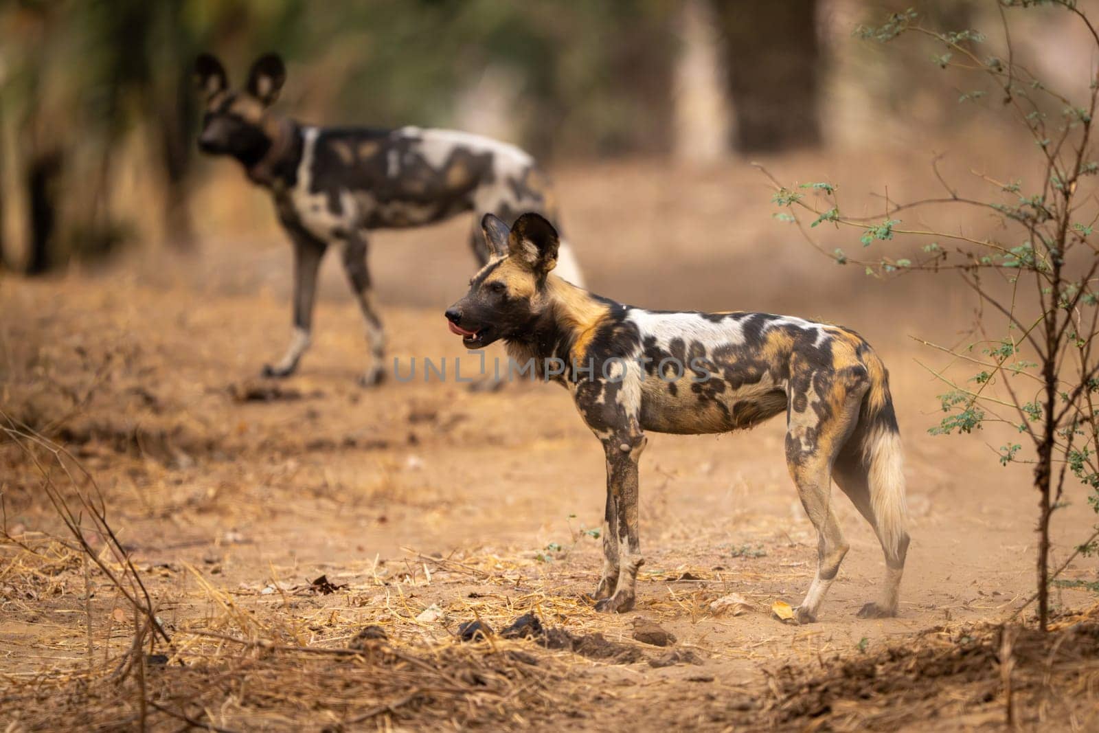 African wild dogs stand in sandy clearing