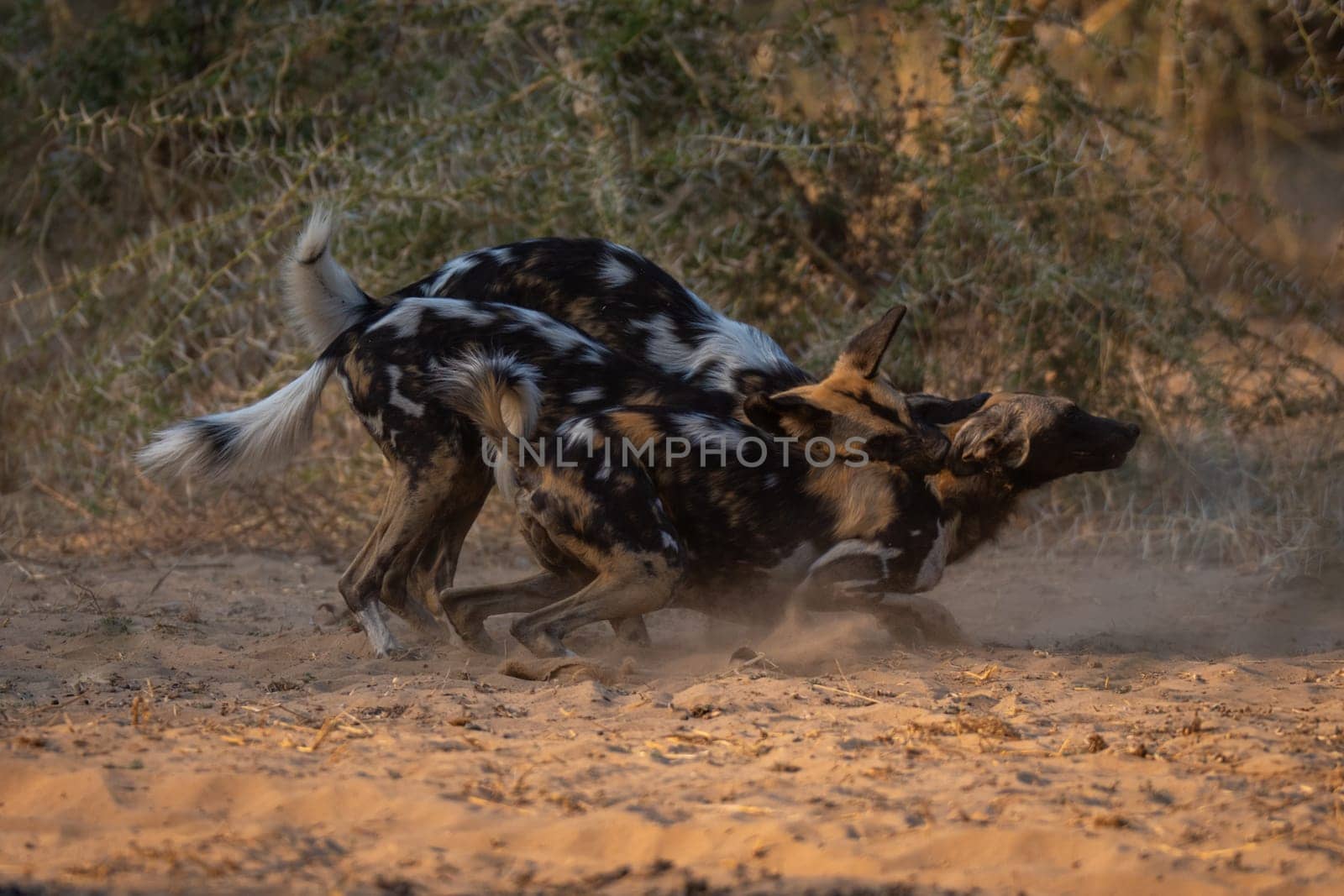 African wild dogs play fight in sand