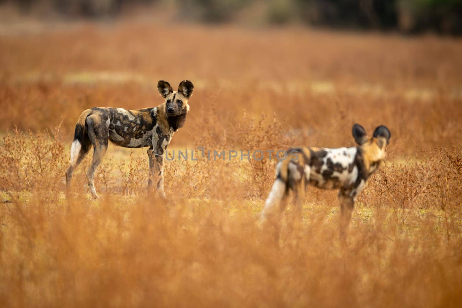 African wild dogs stand near V-shaped stump