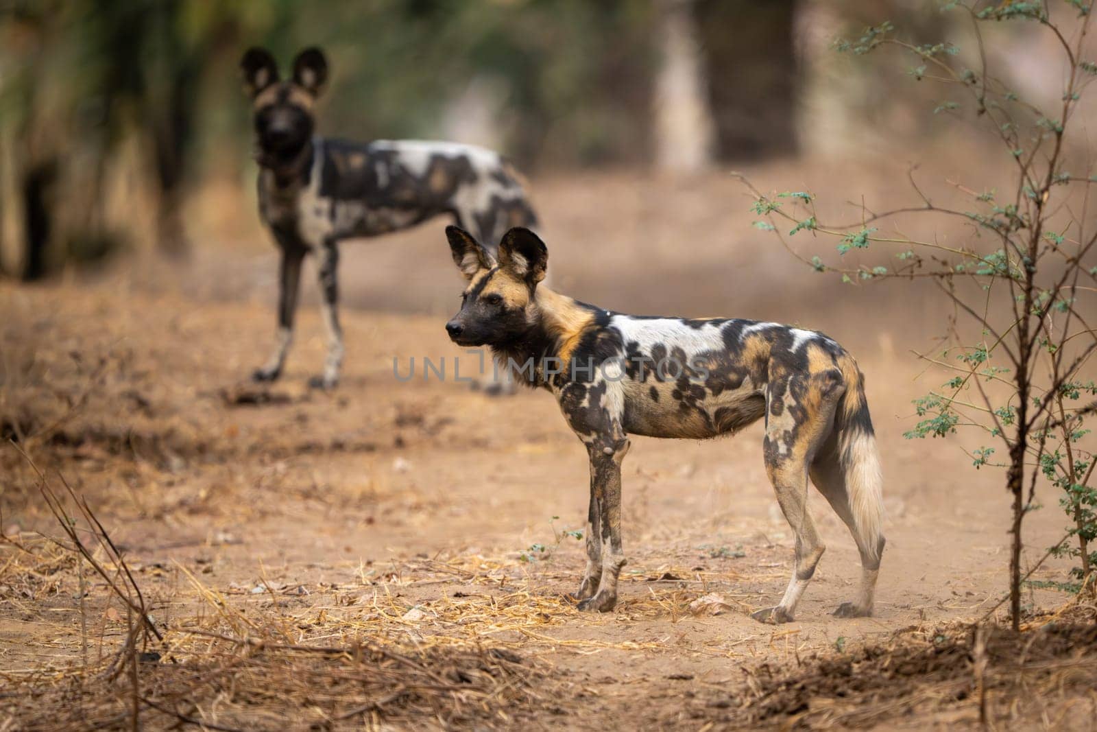 African wild dogs standing in sandy clearing