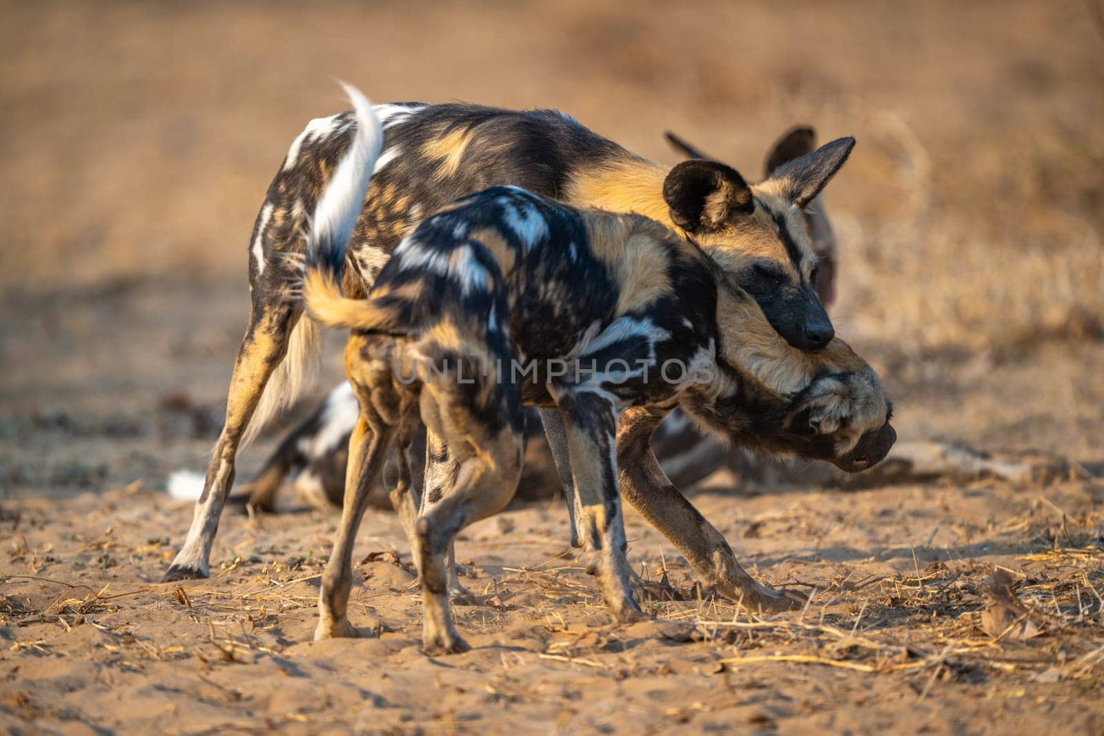 African wild dogs play fight near another