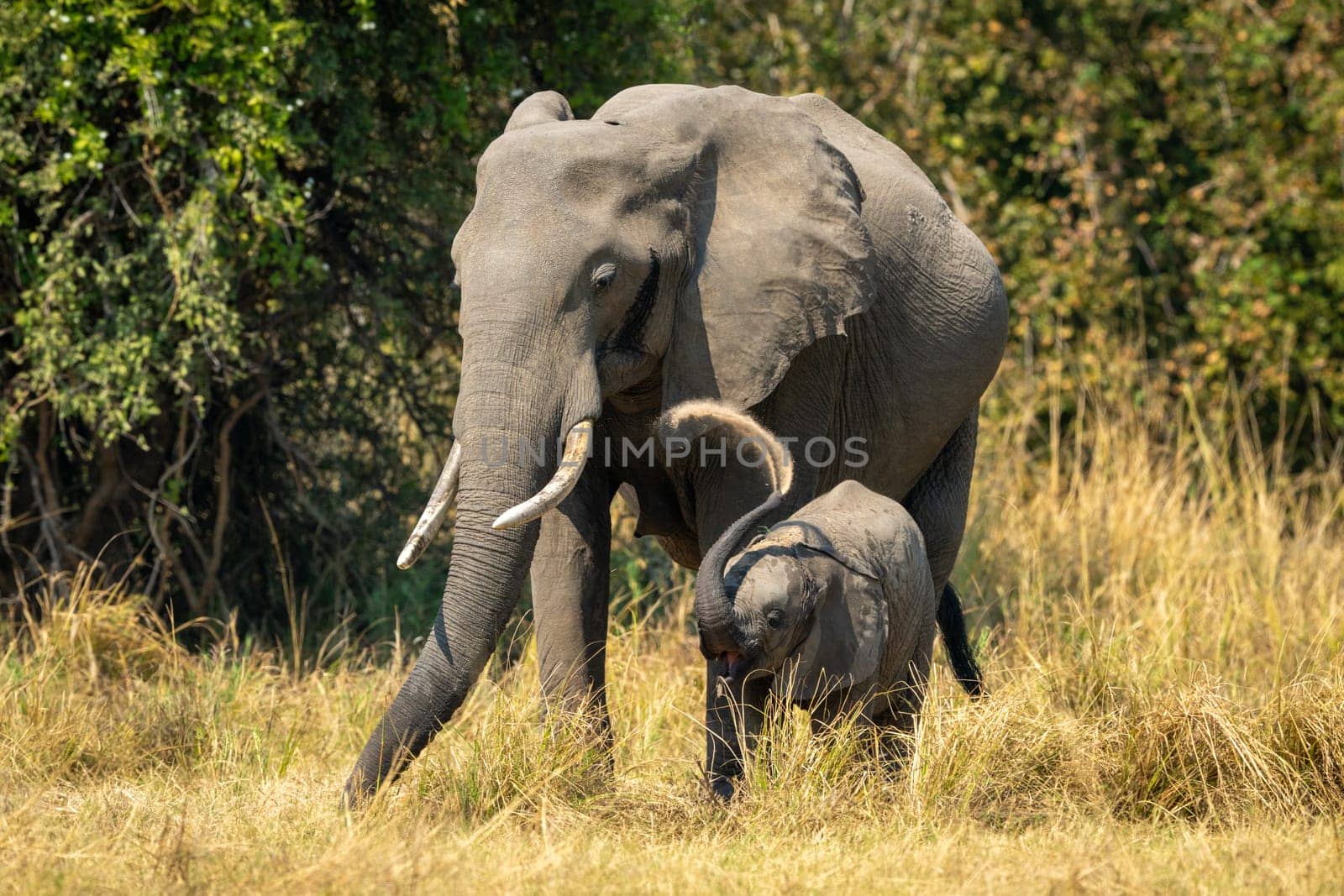 Baby African elephant throws sand beside mother