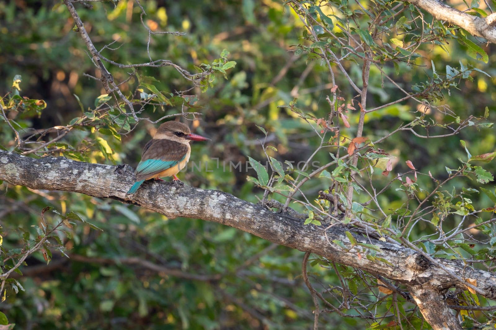 Brown-hooded kingfisher on branch in leafy tree
