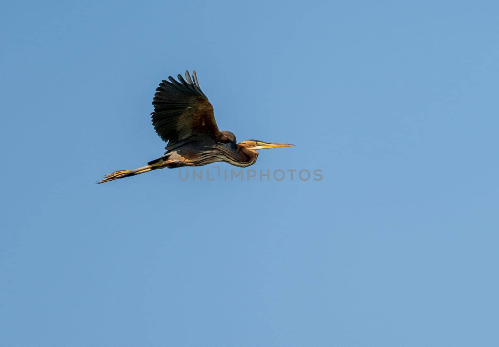 Purple heron bird with full wingspan flying in the air above the Nile River near Aswan Egype