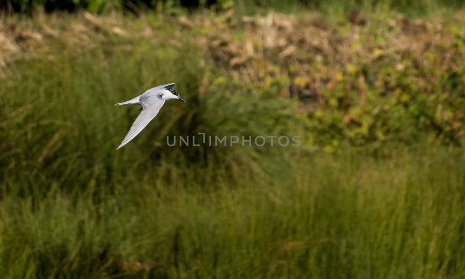 Small whiskered Tern flying along the shoreline of River Nile near Aswan in Egypt