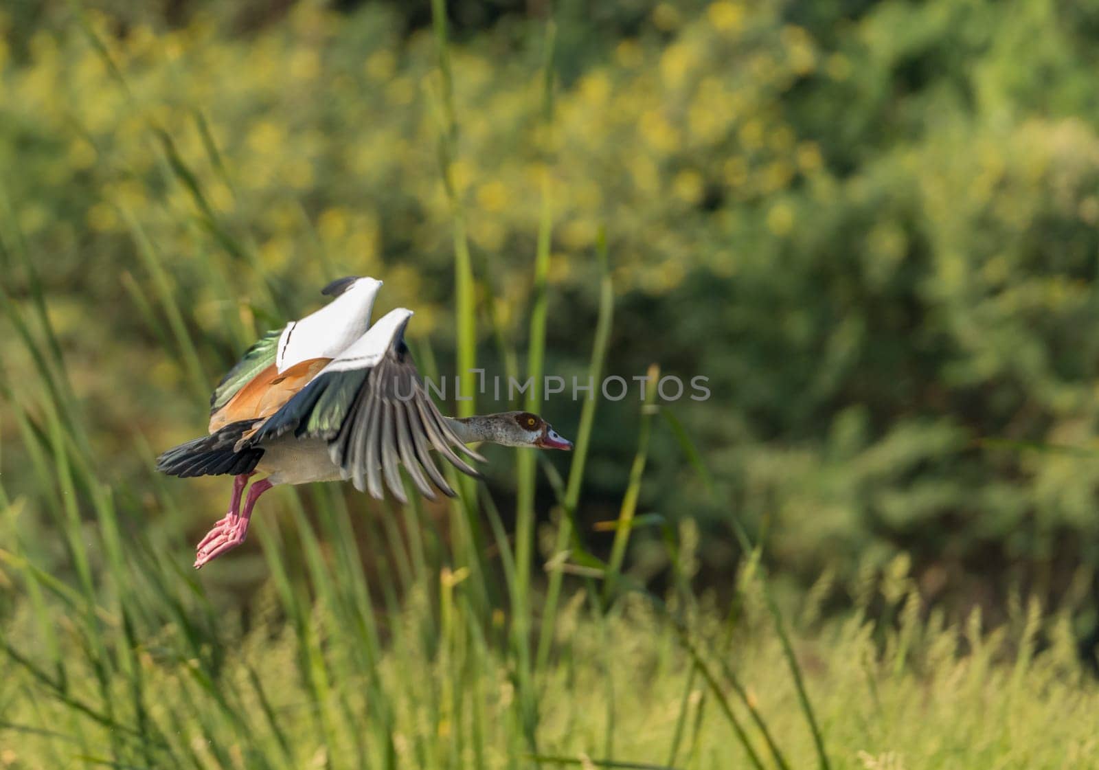 Single Egyptian goose taking off or about to land in the waters of the Nile River in Aswan Egypt