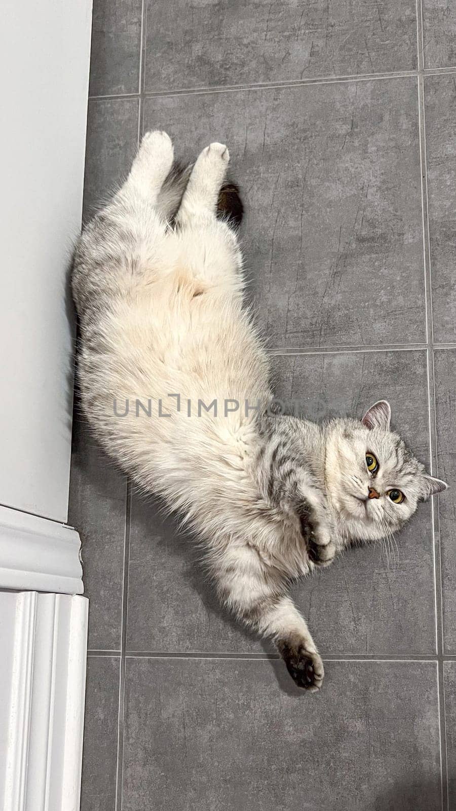 A fluffy gray tabby cat relaxes on cool gray floor tiles, exuding a playful yet serene vibe. This image captures the charm of domestic life, perfect for pet care articles or warm design projects.
