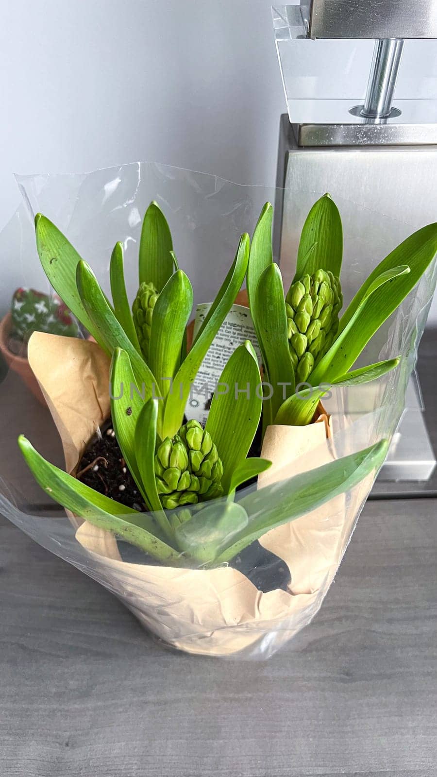 This image showcases hyacinth bulbs ready to bloom, symbolizing spring s arrival. Ideal for themes of nature, renewal, and the beauty of flowering plants in gardening.