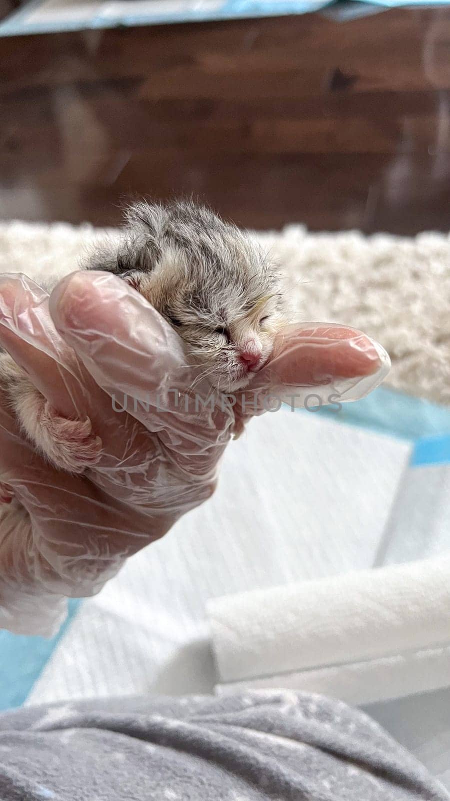 This image shows a newborn kitten gently cradled in loving hands, symbolizing the fragility of new life and the care it needs. Perfect for animal welfare themes and heartwarming stories.