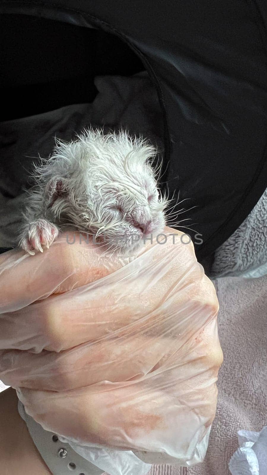 A young, wet kitten nestled in a gloved hand, representing rescue and care. This image captures the essence of compassion and the delicate nature of new life, ideal for animal welfare.