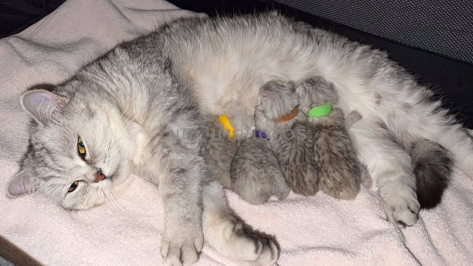 A silver tabby mother cat lovingly nursing her adorable kittens, each adorned with a colorful collar. This heartwarming scene captures the essence of maternal care in a cozy, peaceful setting.