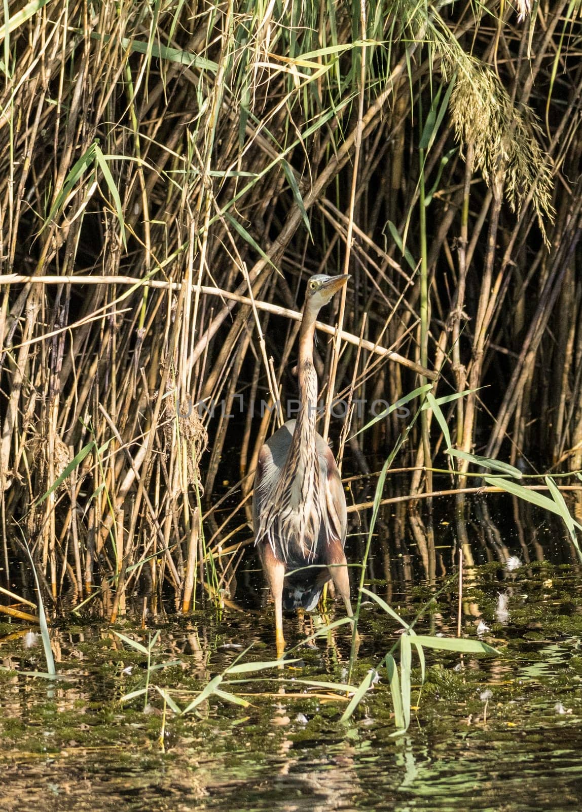 Single grey heron bird standing in shallow water and reeds on edge of Nile river near Aswan, Egypt