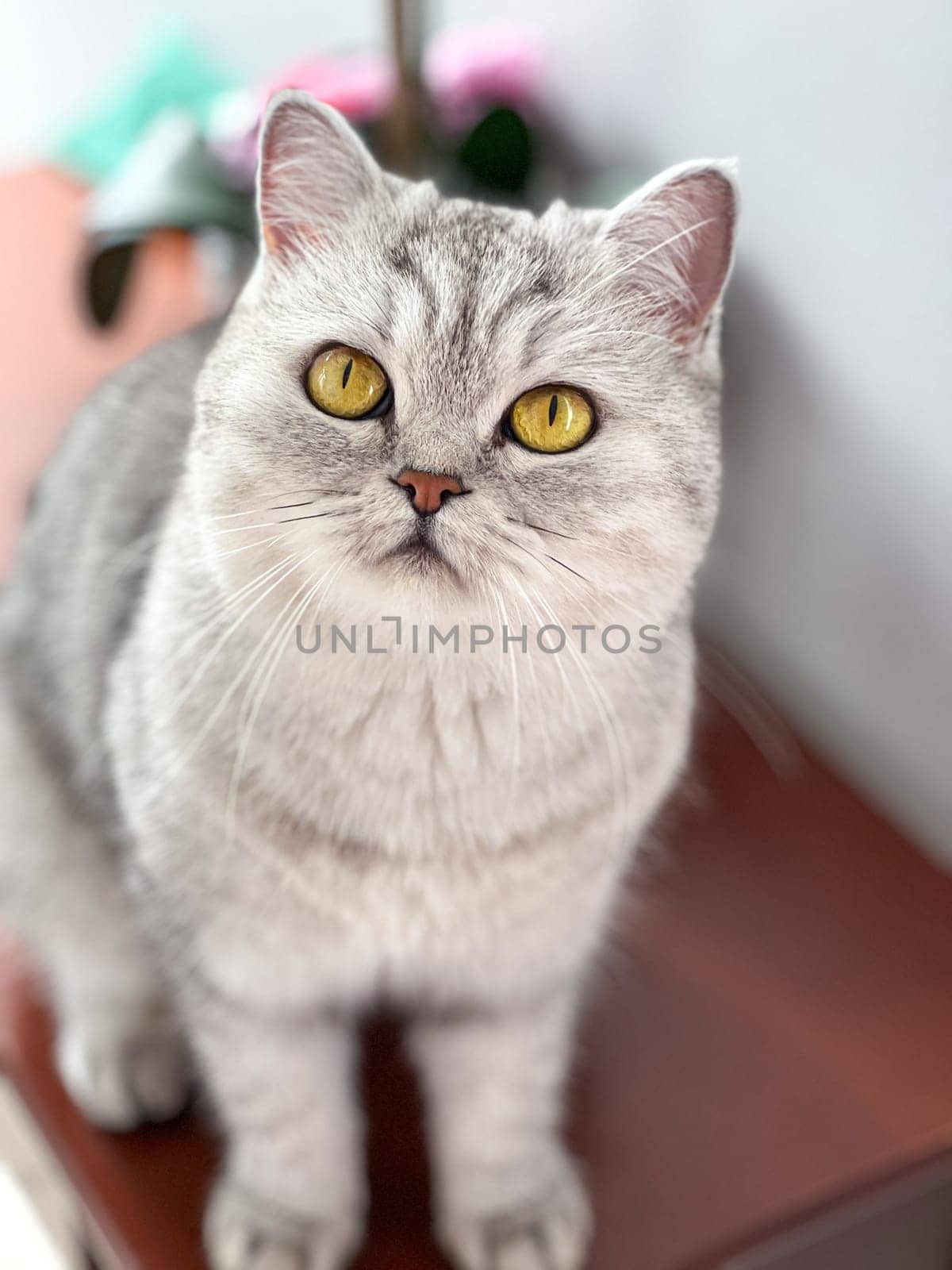 A lovely silver tabby cat with captivating golden eyes, displaying its beautiful fur and engaging gaze. Perfect for pet lovers and anyone seeking a charming animal image.