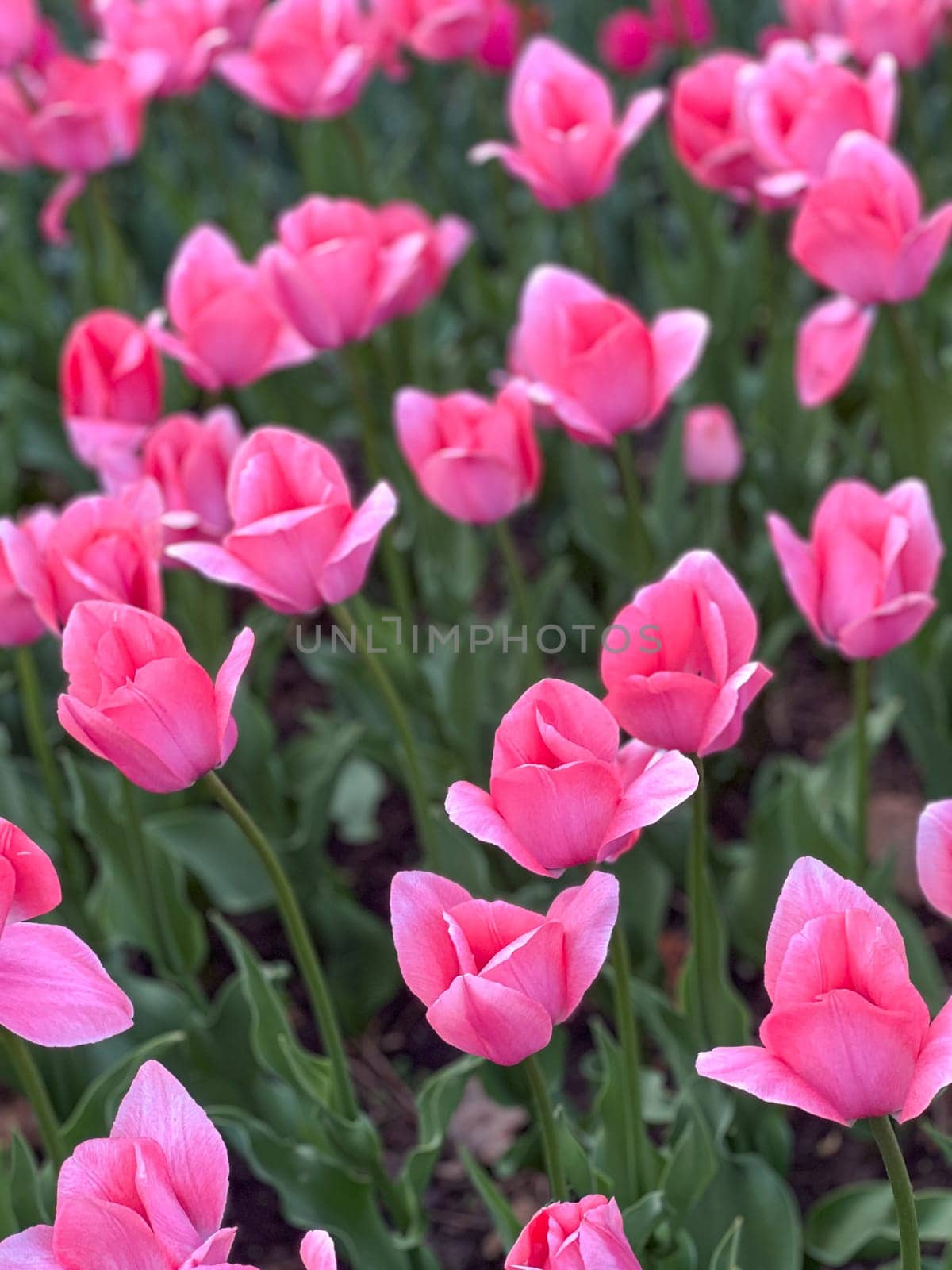 Experience the essence of spring with vibrant pink tulips blooming in a lush garden. These beautiful flowers symbolize renewal and joy, perfect for creative projects and serene moments.