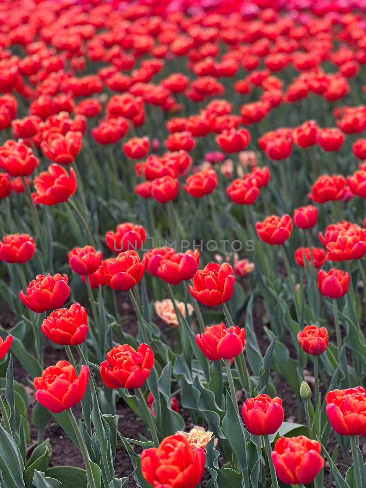 Experience the beauty of a vibrant garden filled with red tulips. Their rich colors and delicate petals create a stunning spring scene perfect for various themes and projects.