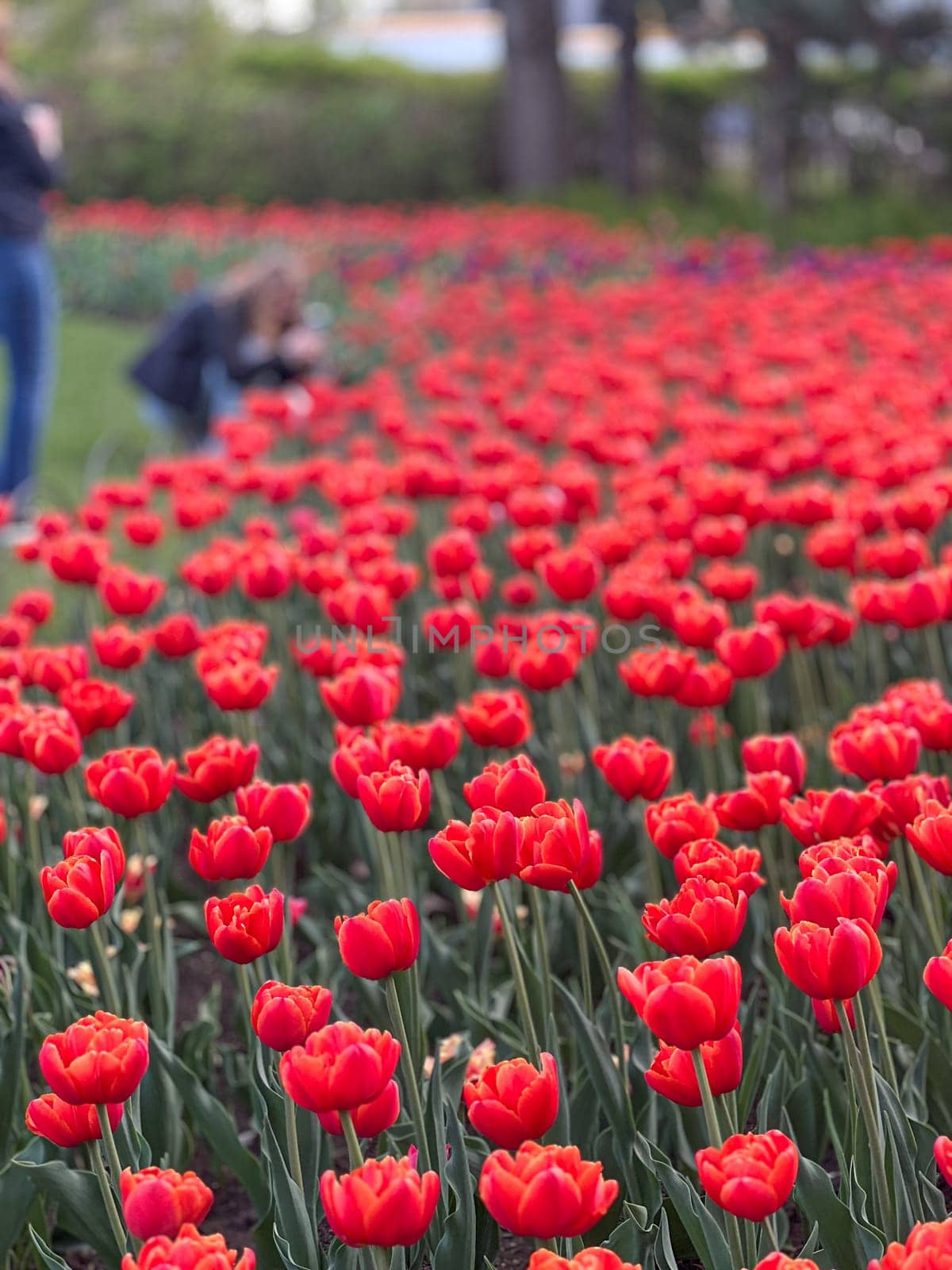 A stunning view of a vibrant field of red tulips on a sunny day. This spring scene showcases the beauty and color of nature, perfect for floral gardens and outdoor enjoyment.