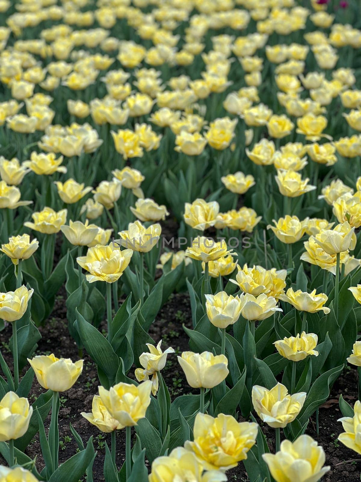 A stunning field of bright yellow tulips swaying in the gentle breeze, surrounded by lush green foliage. This vibrant scene captures the essence of springtime beauty and tranquility.