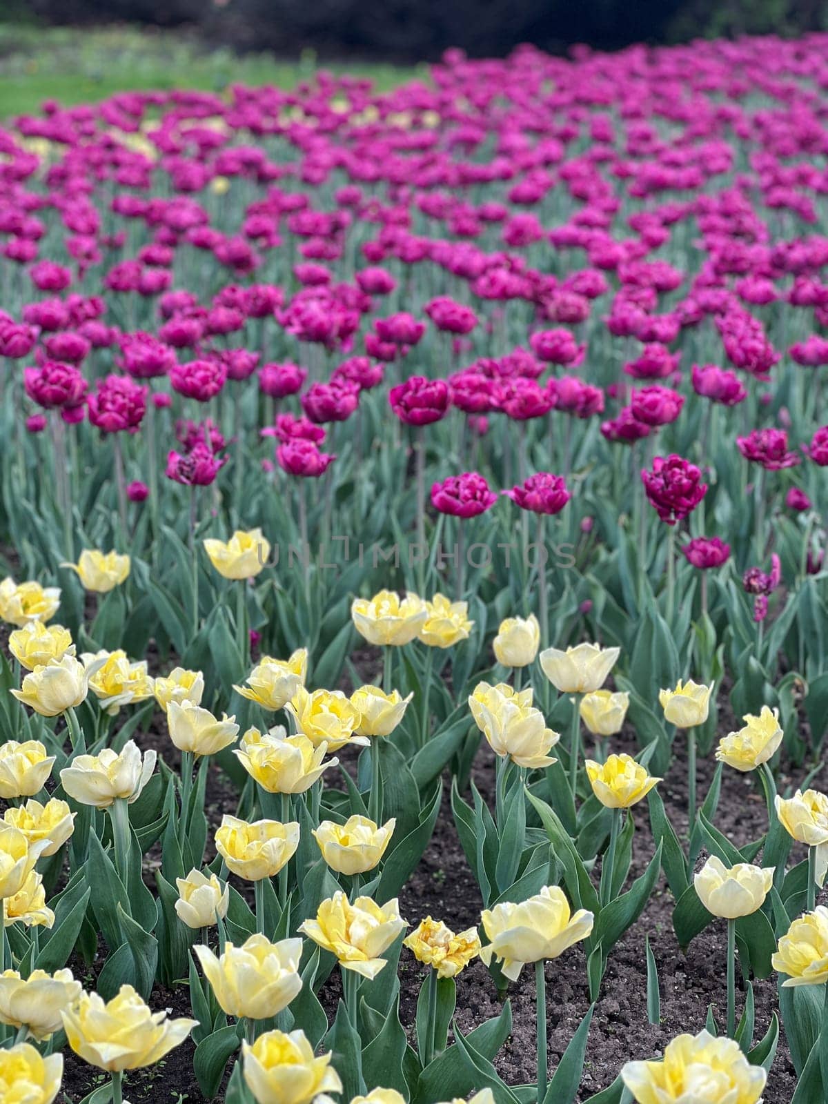 Experience the stunning beauty of a tulip field in full bloom. The vibrant yellow and purple colors create a breathtaking spring scene, ideal for nature lovers and garden enthusiasts.