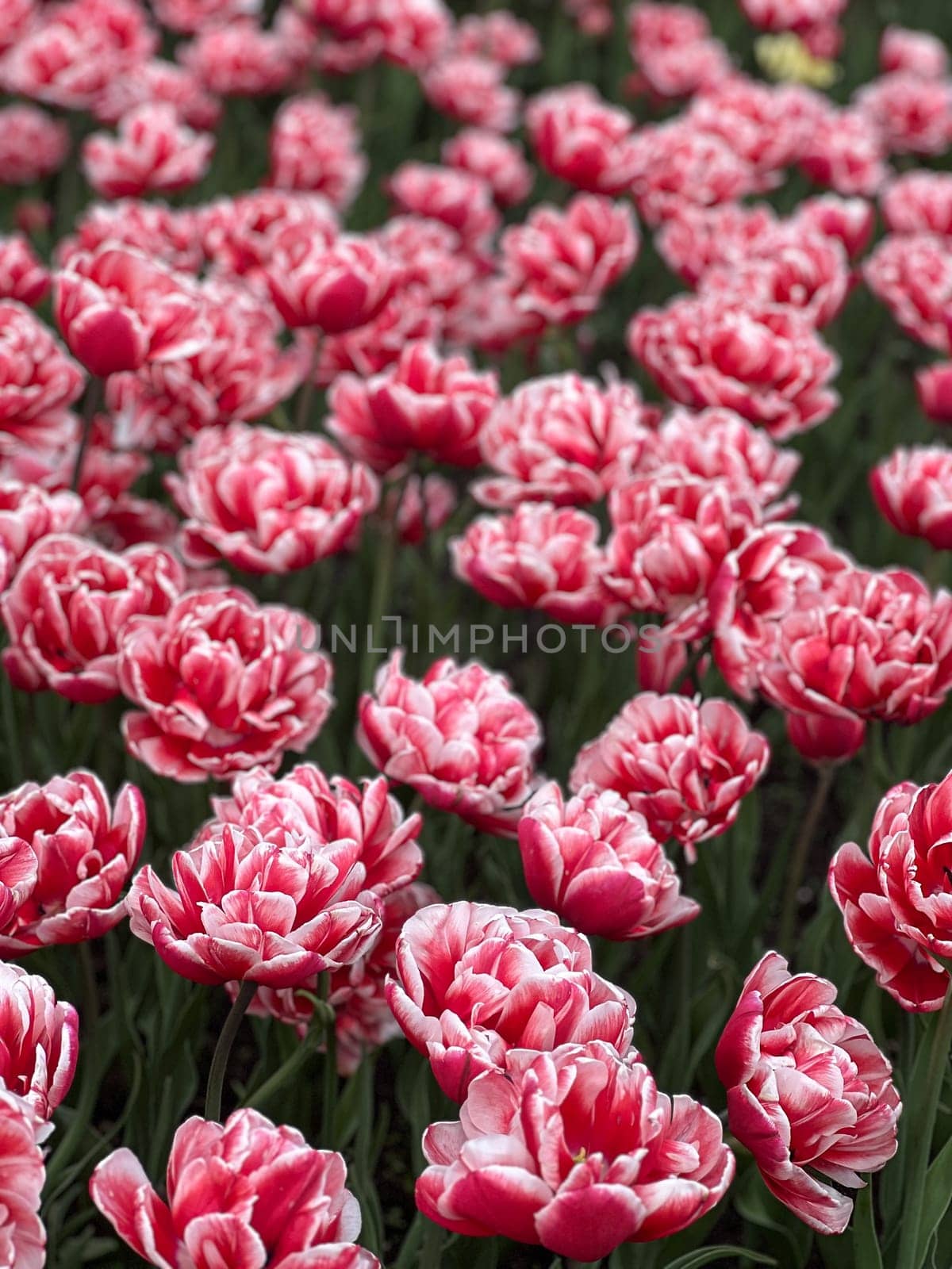 A close-up of a colorful field featuring red and white tulips, their petals open under the warm spring sunlight. This image perfectly captures the beauty and essence of springtime blooms.