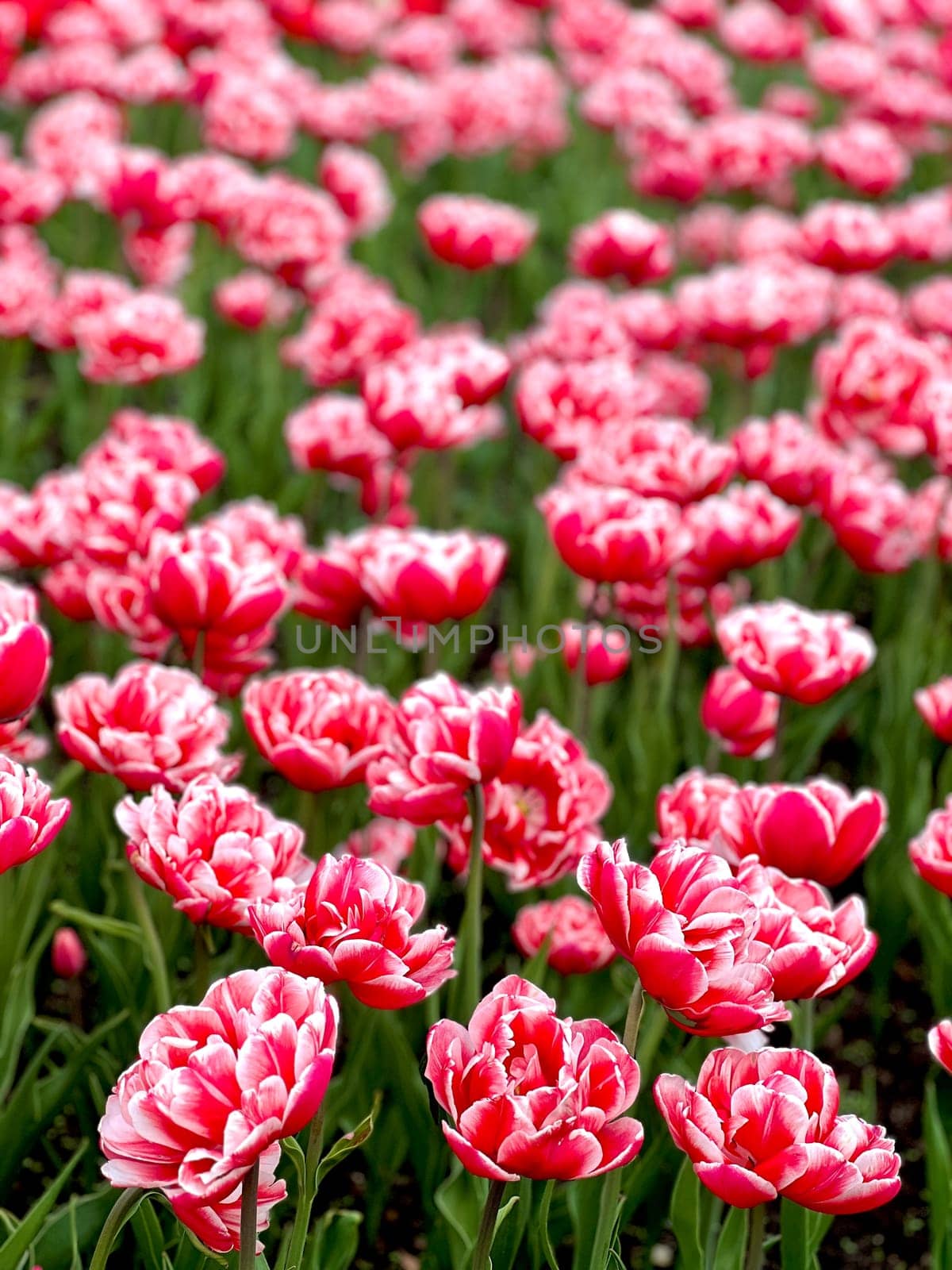A vibrant field of red and white tulips showcases the beauty of spring. The delicate petals and lush green leaves create a stunning natural display, perfect for floral designs.