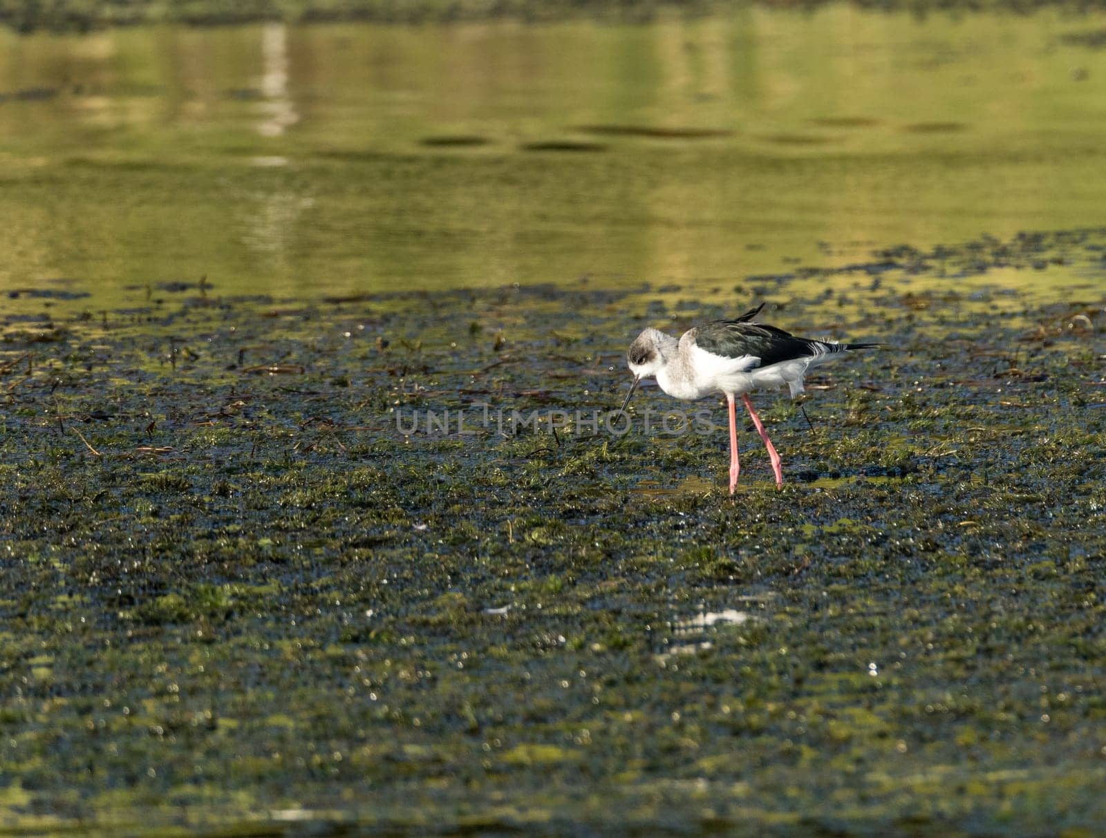 Single black winged stilt wading in shallow water alongside the banks of the River Nile in Aswan Egypt