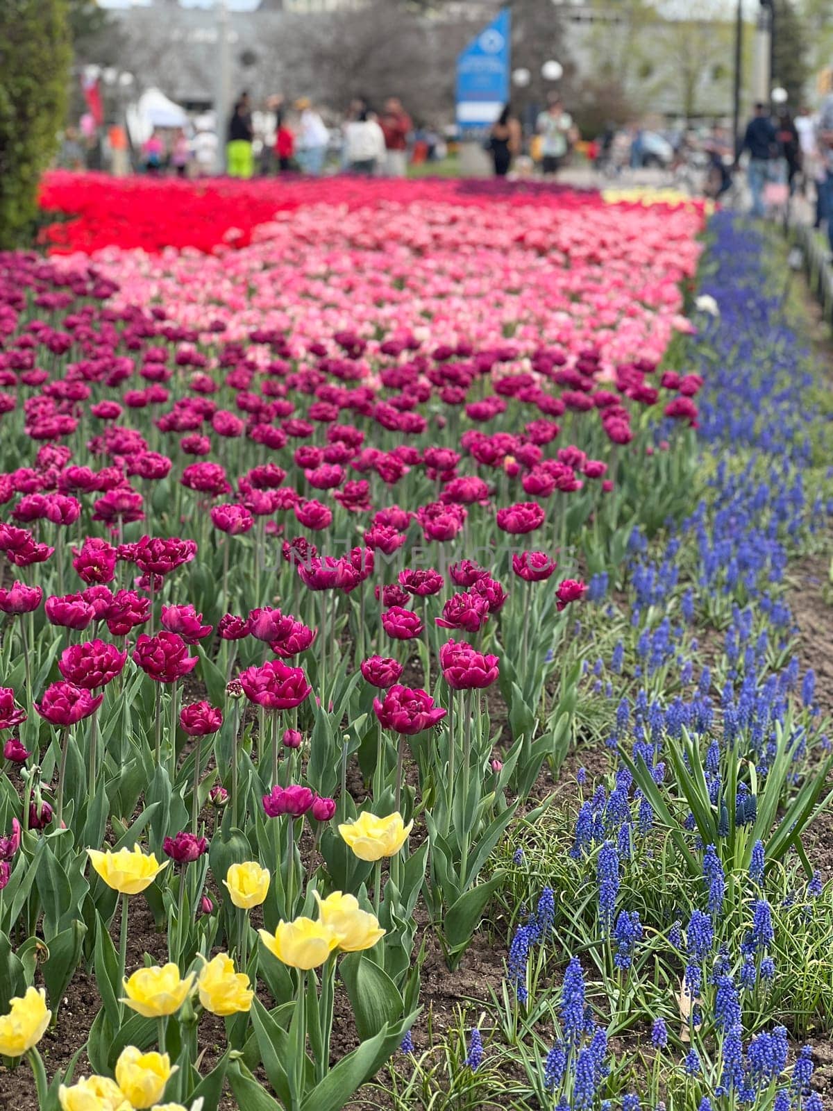 Experience the beauty of spring with a vibrant display of tulips and grape hyacinths. This colorful arrangement features red, pink, purple, yellow, and blue flowers, creating a stunning visual.