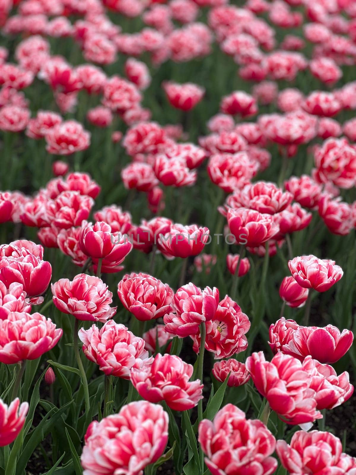 A stunning field of red and white tulips forms a vibrant tapestry of color. Each bloom adds to the beauty of nature, perfect for various applications and showcasing floral elegance.