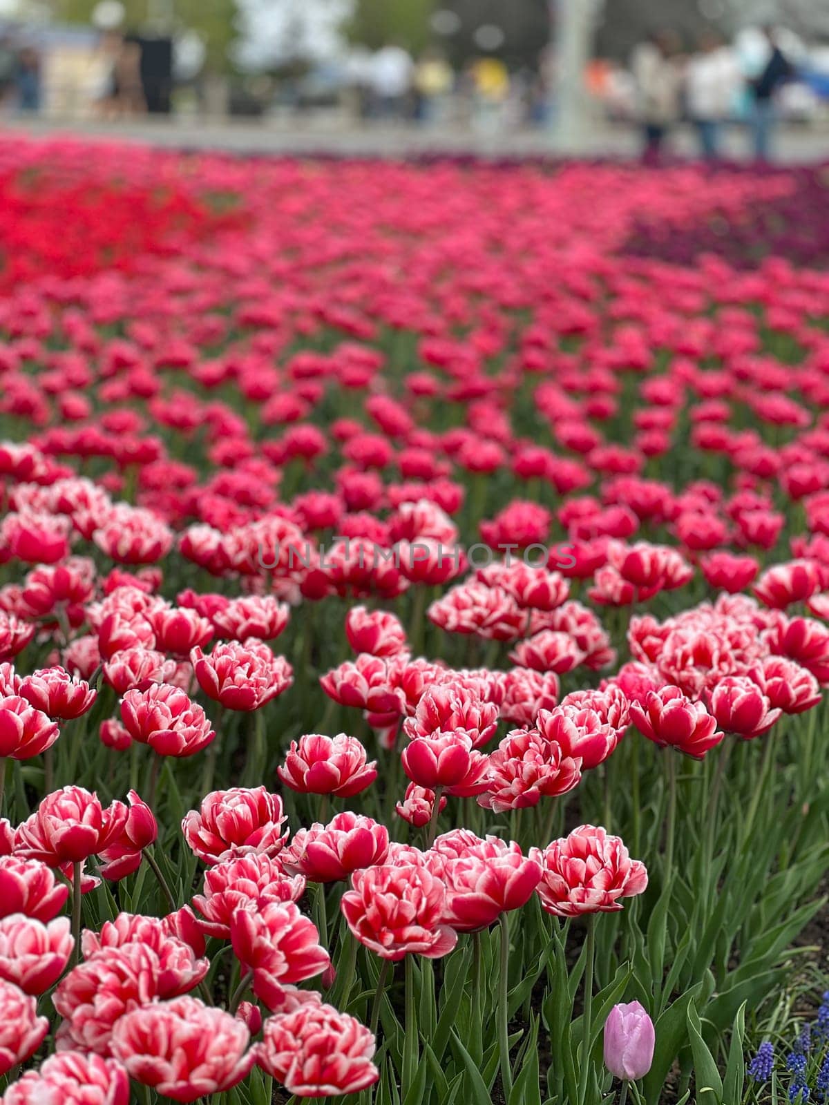 A vibrant field of red and white tulips showcases the beauty of spring. The colorful blooms and lush greenery create a picturesque scene for nature lovers and floral enthusiasts.