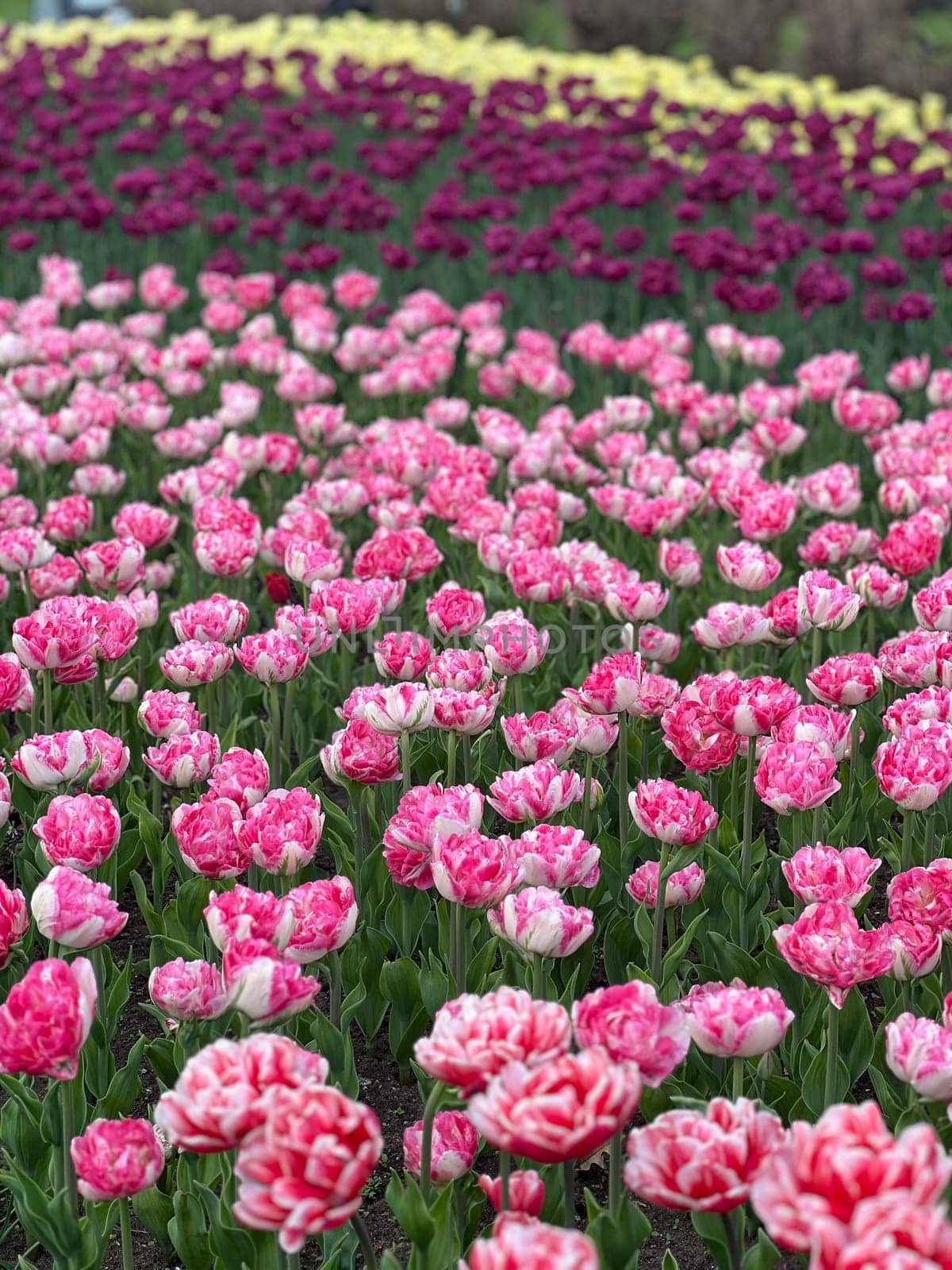 A stunning view of a tulip garden with vibrant rows of pink, purple, and yellow blooms. This colorful display radiates cheerfulness, celebrating the beauty of springtime flowers.